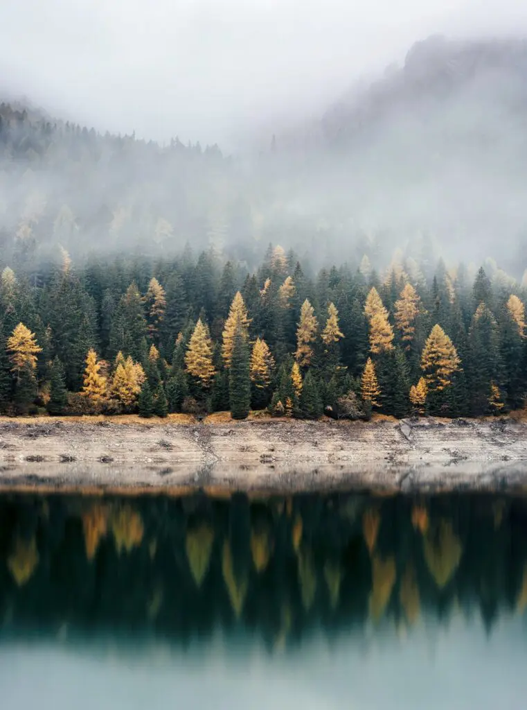 Herbstlicher Wald am See