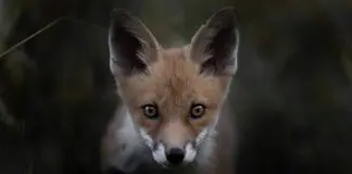 Filmtipp: "Das Flüstern der Wälder"