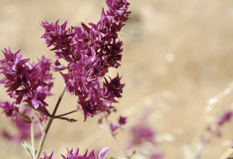 5 gesundheitsfördernde Ayurveda-Kräuter