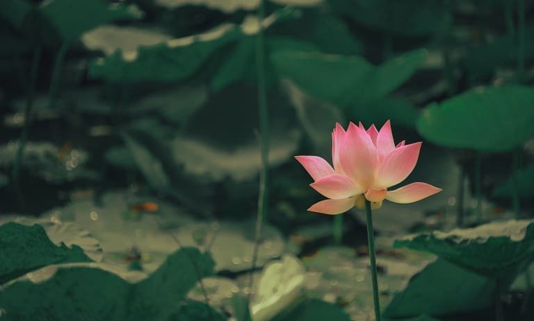 Das Ashtanga-Mantra: N°15