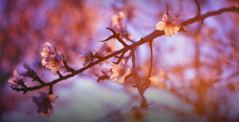 Ganesh Bija Mantra für den Frühling
