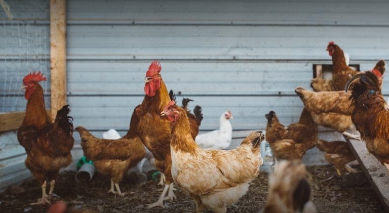 Die Ei-Frage: Bio oder besser ganz verzichten?