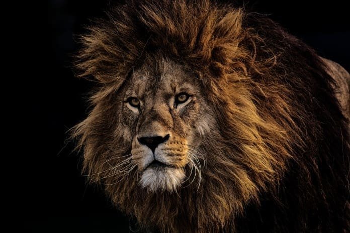 brown-lion-2220337
