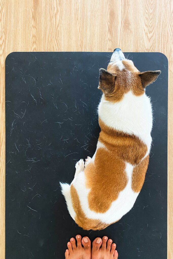 Hund auf Yogamatte