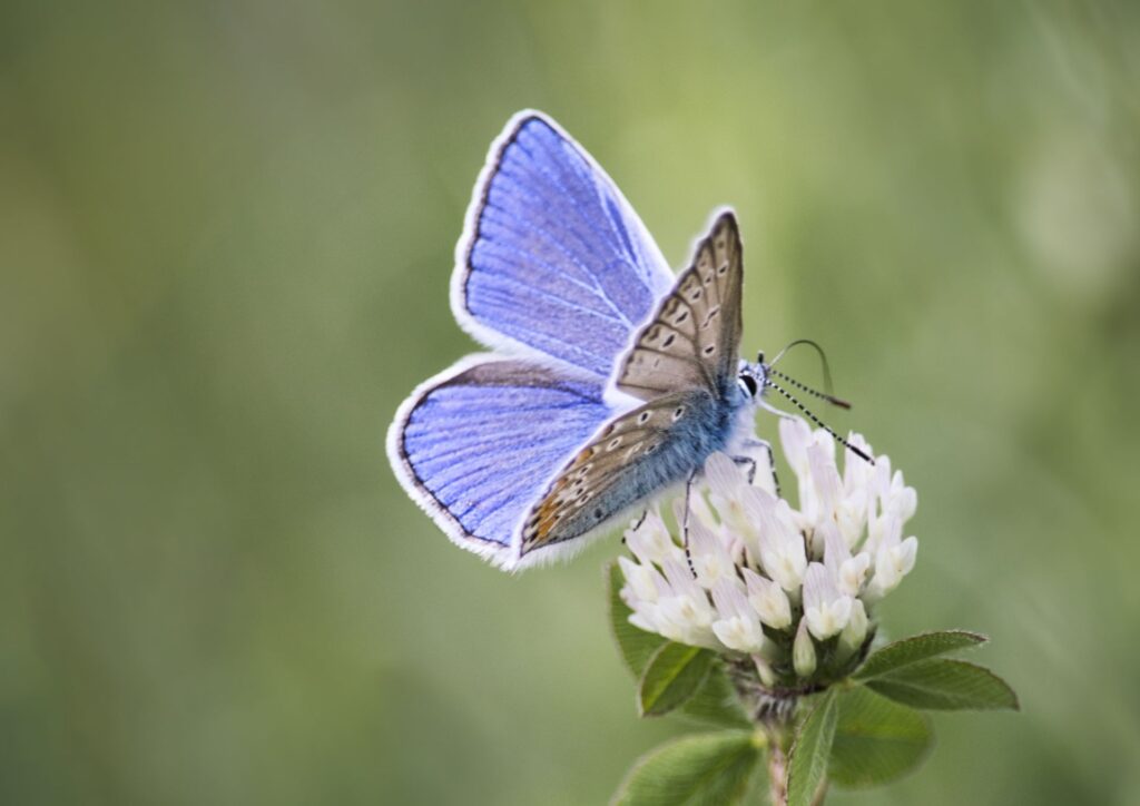 Nicht-Tun: Schmetterling