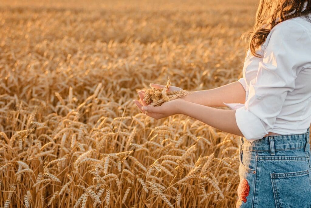 Ernte Frau steht auf Feld mit Ähren in der Hand