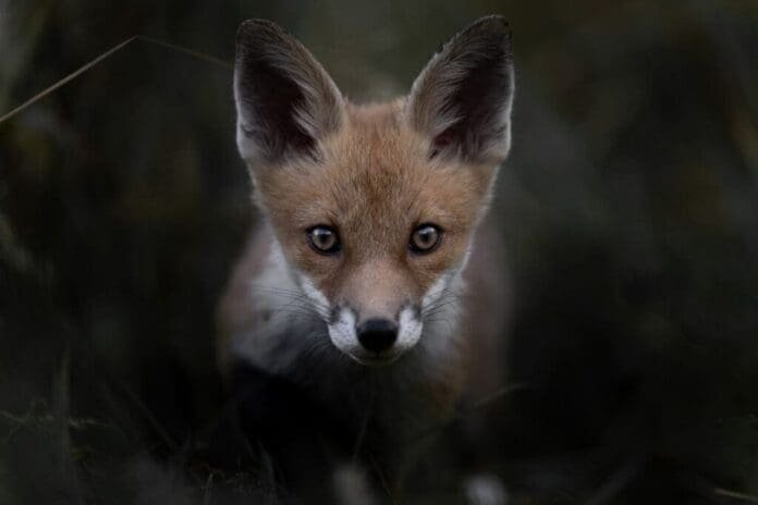 Filmtipp: "Das Flüstern der Wälder"